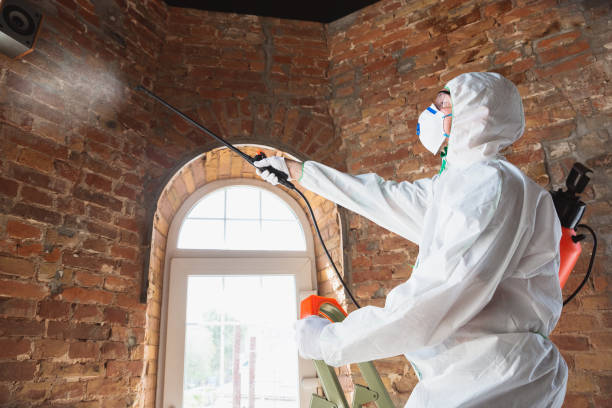 Best Emergency Mold Remediation  in Blaine, MN